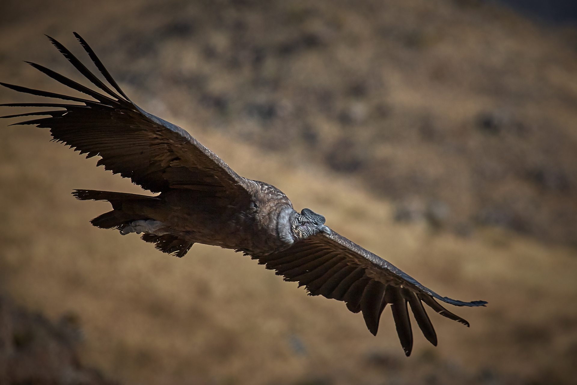 Kuntur Ñan: El Majestuoso Vuelo del Cóndor
